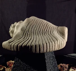 Zeeslakschelp, ca. 1500